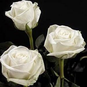 Meet your Posher, Erin september